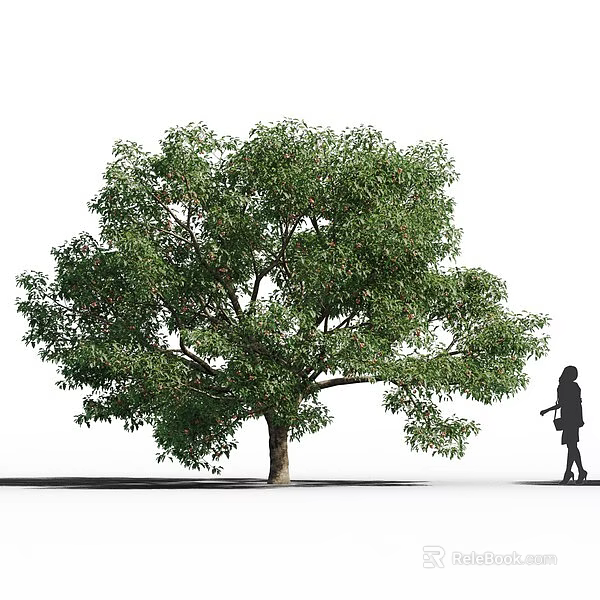 Lush Green Tree With Dense Canopy Leaves Trunk And Person Silhouette Nearby 3d model 