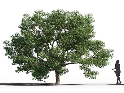 Lush Green Tree With Dense Canopy Leaves Trunk And Person Silhouette Nearby 3d model