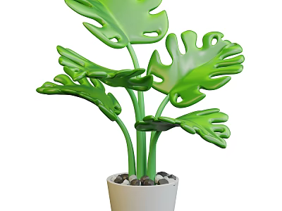 Lush Monstera Plant With Large Green Leaves In White Pot And Small Stones 3d model