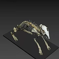 Detailed Animal Skeleton Display Model With Black Base And Bone Structure 3d model