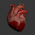 Realistic 3D Rendered Human Heart Organ Model With Red Color And Detailed Structure