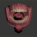 Human Oral Anatomy Model With Detailed Teeth And Pink Gums Structure
