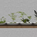 Bonsai Plants On Wooden Shelf With White Wall Green Plants Gray Pots And White Pebbles
