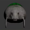 White Manatee With Green Algae On Back And Smooth Skin In Dark Background
