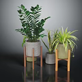 Indoor Green Plants In Modern Gray And Light Green Pots On Wooden Stands