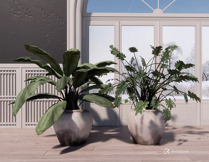 Two Large Leafy Potted Plants in Gray Ceramic Pots by White Window with Wooden Floor 3d model 