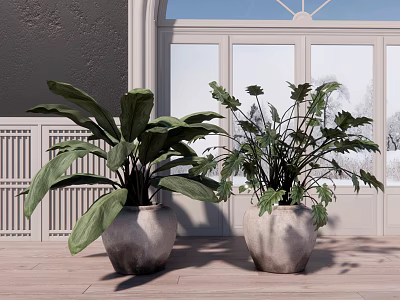 Two Large Leafy Potted Plants in Gray Ceramic Pots by White Window with Wooden Floor 3d model