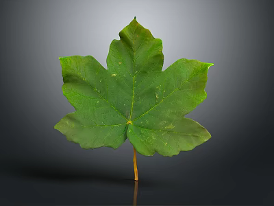 Fresh Green Plant Leaf With Visible Veins And Serrated Edges And Stalk On Gray Background 3d model