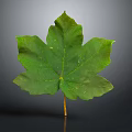 Fresh Green Plant Leaf With Visible Veins And Serrated Edges And Stalk On Gray Background