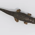 Large Aquatic Reptile Crocodile With Open Mouth And Scaly Skin Features