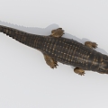 Modern Crocodile Alligator 3d model