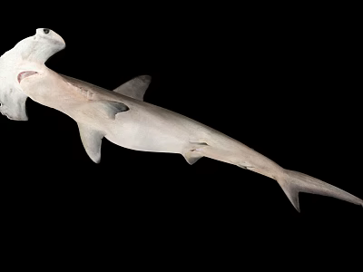 Unique Hammerhead Shark With Distinctive Flat Head And Gray Body Features 3d model