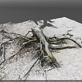 Exposed Tree Root System Growing On Rocky Ground With Thick Branches 3d model