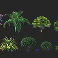 Various Types of Plants Including Purple Flowering Trees Palm Shrubs and Ferns