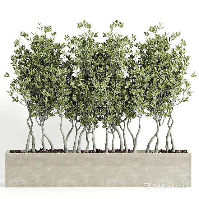 Lush Green Plants With Multiple Twisted Trunks In Gray Rectangular Planter 3d model 