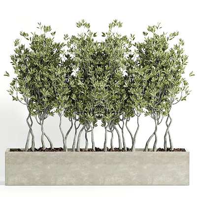 Lush Green Plants With Multiple Twisted Trunks In Gray Rectangular Planter 3d model
