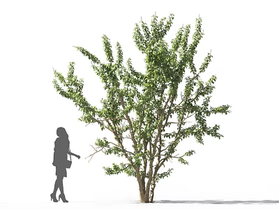 Lush Green Arbor With Dense Branches And Foliage Beside Female Silhouette 3d model