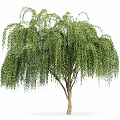 Two Types of Ornamental Trees With Weeping Branches and Lush Foliage