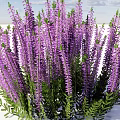 Blooming Purple Flowers With Long Stems And Fresh Green Leaves In Outdoor Garden