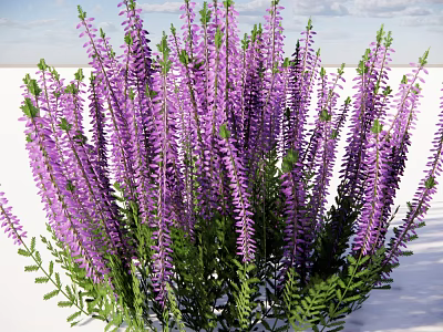 Blooming Purple Flowers With Long Stems And Fresh Green Leaves In Outdoor Garden 3d model