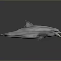 Realistic 3D Gray Dolphin Model With Open Mouth On Black Background 3d model