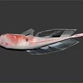 Transparent Marine Creature With Red Body Accents And Slender Tail Structure