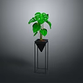Lush Green Monstera Plant In Black Pot On Black Metal Stand