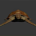 Orange Brown Turtle With Patterned Shell And Detailed Flippers In Realistic Design