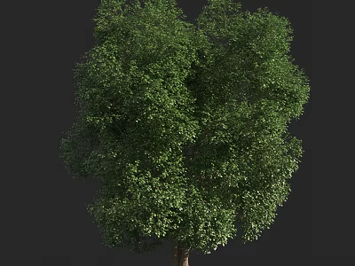 Lush Green Arbor With Dense Foliage And Strong Trunk In Natural Environment 3d model