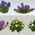 Colorful Hydrangea Flowers With Purple Pink Yellow White Blooms And Green Leaves