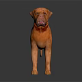 Reddish Orange Dogue de Bordeaux Standing on Black Background with Reflective Surface