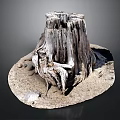 Ancient Tree Stump With Rough Wood Texture Surrounded By Dirt And Small Stones