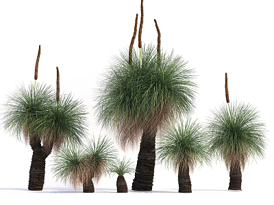 Tall and Short Arborescent Plants With Thick Trunks Green Foliage And Brown Flower Spikes 3d model