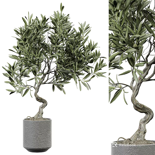 Decorative Bonsai Plant Olive Tree with Curved Trunk Green Leaves in Gray Pot 3d model 