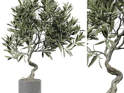 Decorative Bonsai Plant Olive Tree with Curved Trunk Green Leaves in Gray Pot 3d model