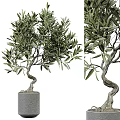 Decorative Bonsai Plant Olive Tree with Curved Trunk Green Leaves in Gray Pot