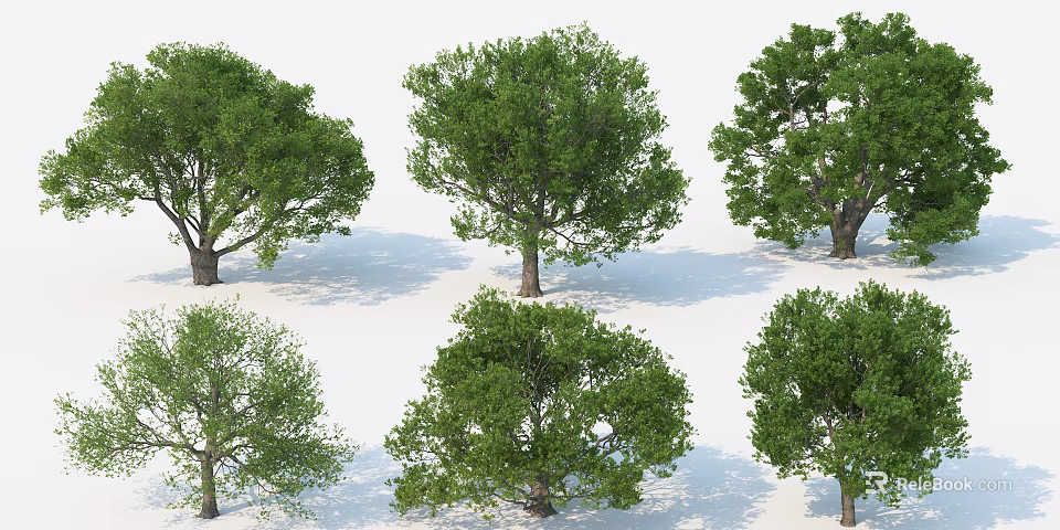 Various Healthy Trees with Lush Green Leaves and Sturdy Trunks in Different Shapes 3d model 