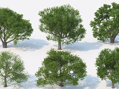 Various Healthy Trees with Lush Green Leaves and Sturdy Trunks in Different Shapes 3d model