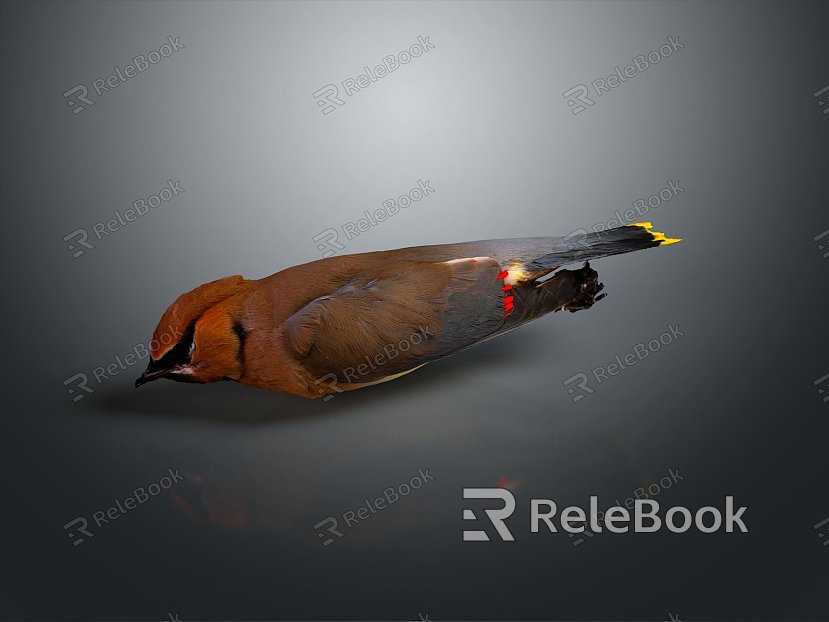 bird bird bird bird game animal cartoon animal animal realistic animal model