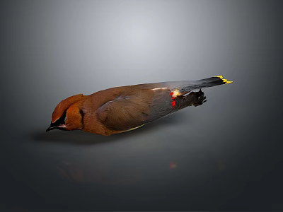 Flying Bird With Brown Head Body Black Wings Red Spots Yellow Tail On Gray Background 3d model