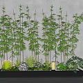 Lush Bamboo Plants Growing in Black Planter Box Against Gray Background with Stones and Greenery