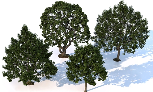 Plant Trees Landscape Trees Big Trees 3d model