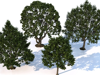 Plant Trees Landscape Trees Big Trees 3d model