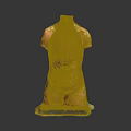 Human Torso Anatomy Model for Medical Education with Internal Organs