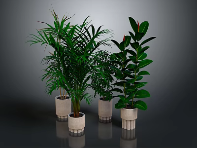 Indoor Green Plants With Lush Foliage In White Ceramic Pots On Dark Surface 3d model