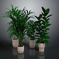 Indoor Green Plants With Lush Foliage In White Ceramic Pots On Dark Surface