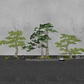 Pine Trees In Natural Garden With Rocks Lantern And Green Moss
