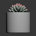 Succulent Plant With Green Leaves And Pink Edges In White Cylindrical Pot With Small Pebbles