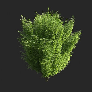 Shrubs 3d model