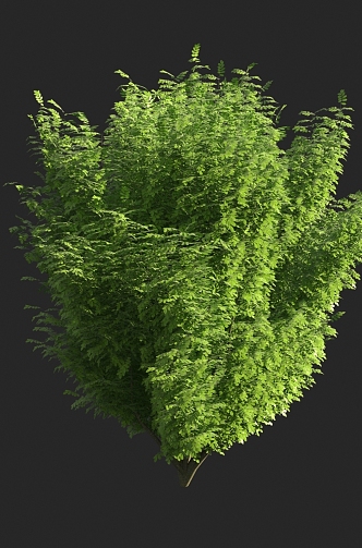 Shrubs 3d model